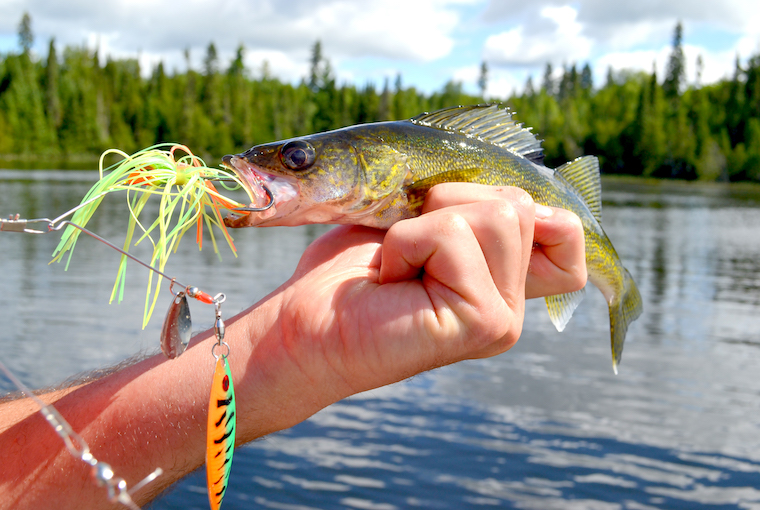 Ontario Walleye Fishing Tips