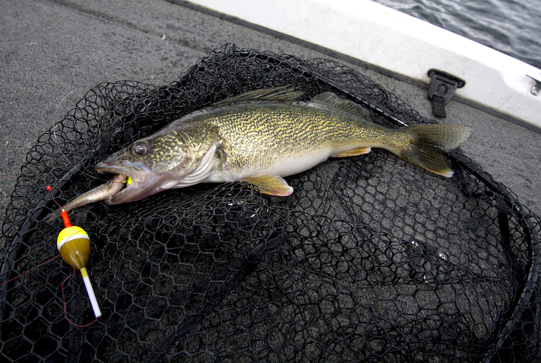 Ontario Walleye Fishing Tips