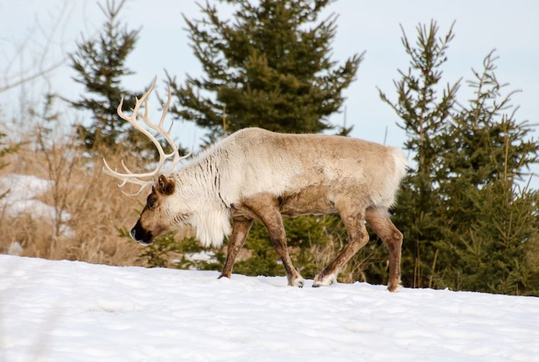 Caribou