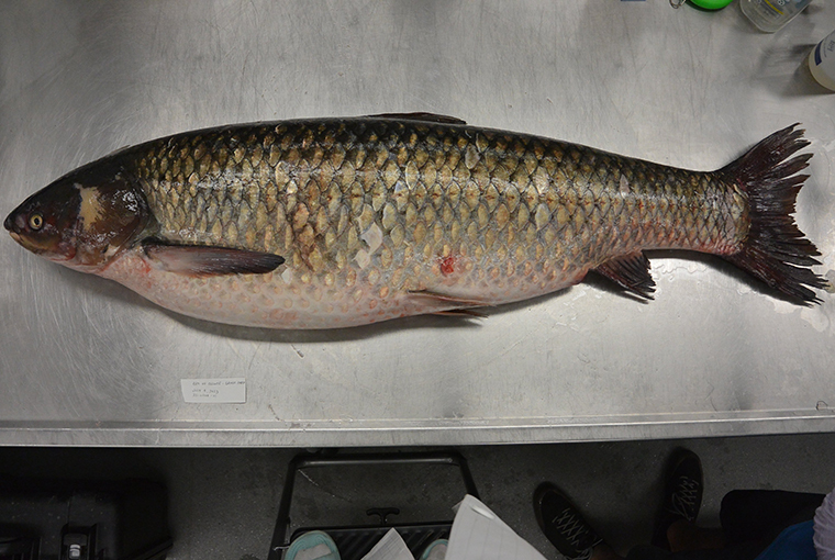 3 more Asian carp found in Toronto