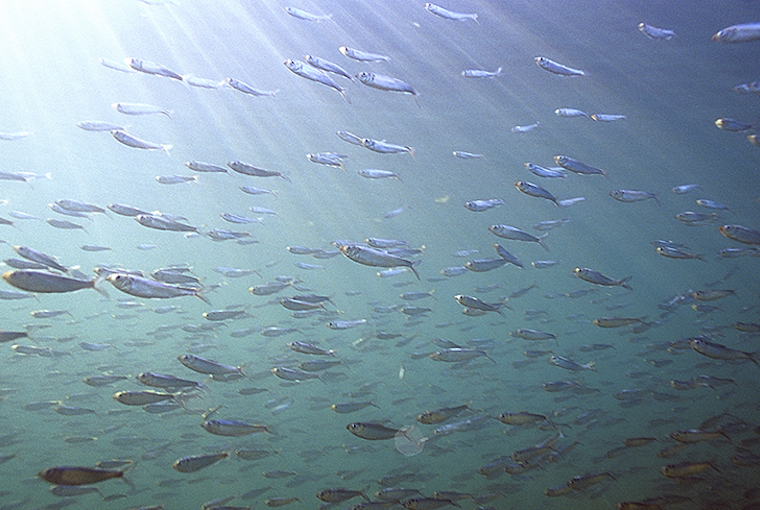 Bumper hatch of forage fish in Superior - Ontario OUT of DOORS