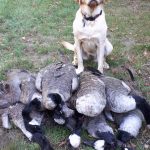 Steve Brooks’ dog, Samantha on her first full hunt. She was gun shy before the trip, but was able to retrieve five birds on her own this time.