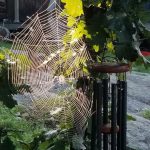 Tanya Stone of Ompah sent in a shot of this gorgeous web found near Lake of the Woods.