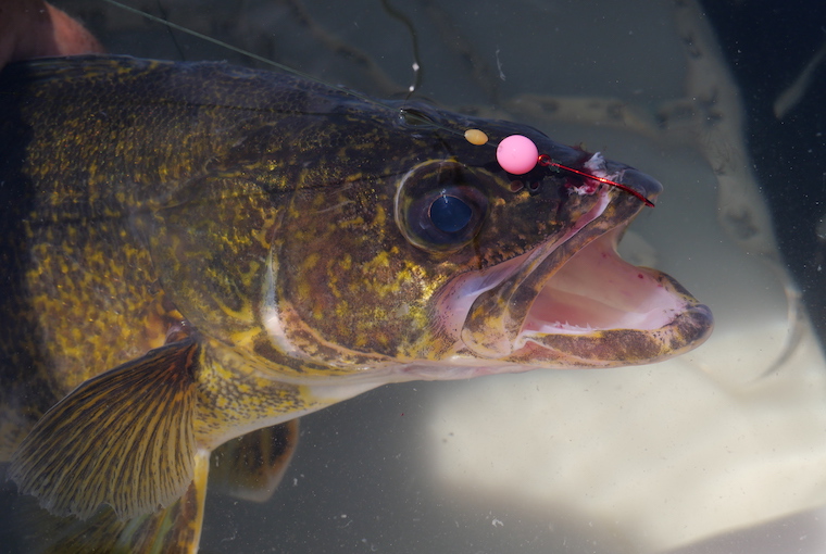 walleye hooked in the upper part of its mouth, with a bead above the hook