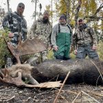 Dale Mathias of Lively had an excellent experience going on an archery moose hunt this year as he harvested his first bull at 20 yards.