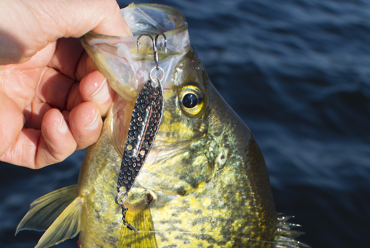 Live Bait for Pike Fissh on Hook Lying on Hand, Winter Ice Fishing