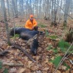 Joseph Kenehan of Gananoque took this bull when it arrived unexpectedly while he was texting photos of a cow and calf that had walked by him two minutes earlier.