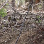 Kate Belanger of North Bay submitted this adorable photo of a ruffed grouse that had unburied itself after a snooze in a Haliburton Forest sand bank.