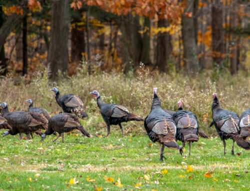 Dominate the fall turkey call