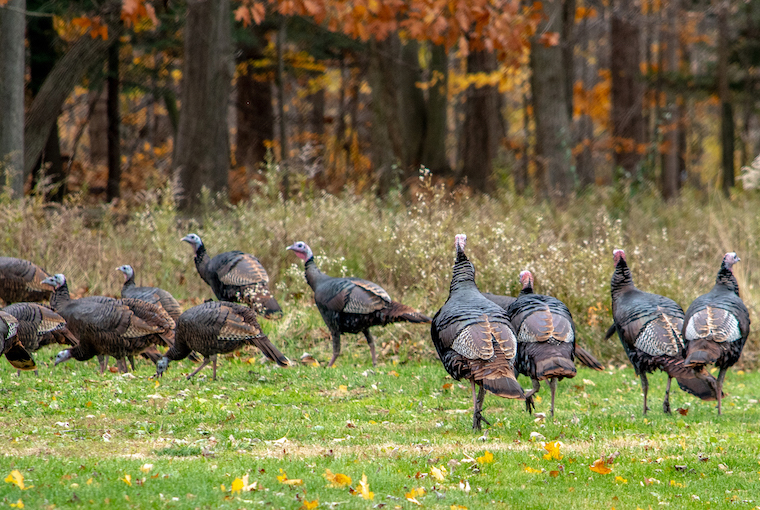 Dominate the fall turkey call Ontario OUT of DOORS