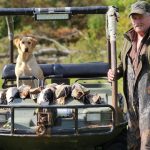 Dan Weese submitted photo of dad, Tim who was on his 68th duck hunt opener at the family camp. They harvested 12 birds, and their yellow Labrador retriever brought them all in.