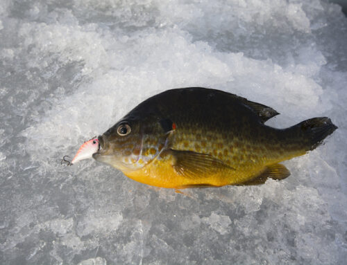 Upsizing baits for ice fishing