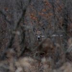 Henry Snyder captured a magnificent doe at a cousin’s farm.