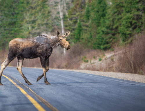 Winter ticks threaten moose