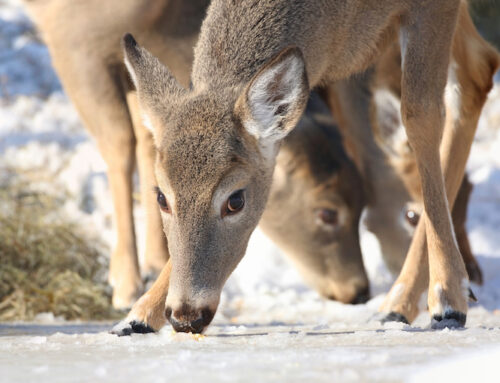 The good and the bad of feeding deer