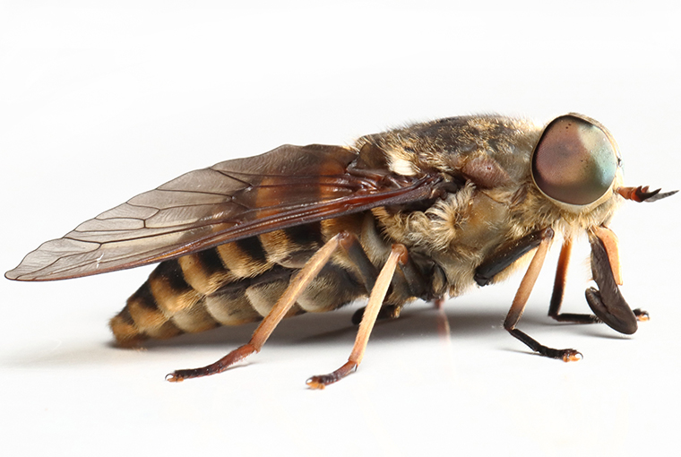 a horse or deer fly