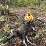 Phil Beacock of Port Sydney was proud of Dave Rodel (shown) for harvesting his first moose calf on opening day 2023 after carefully assessing it was an ethical kill. Their hunting camp was started in 1958.