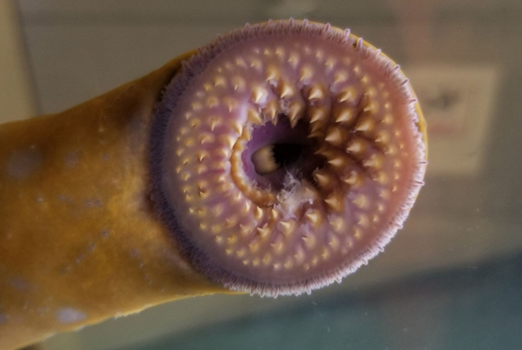 close-up maw of the invasive sea lamprey