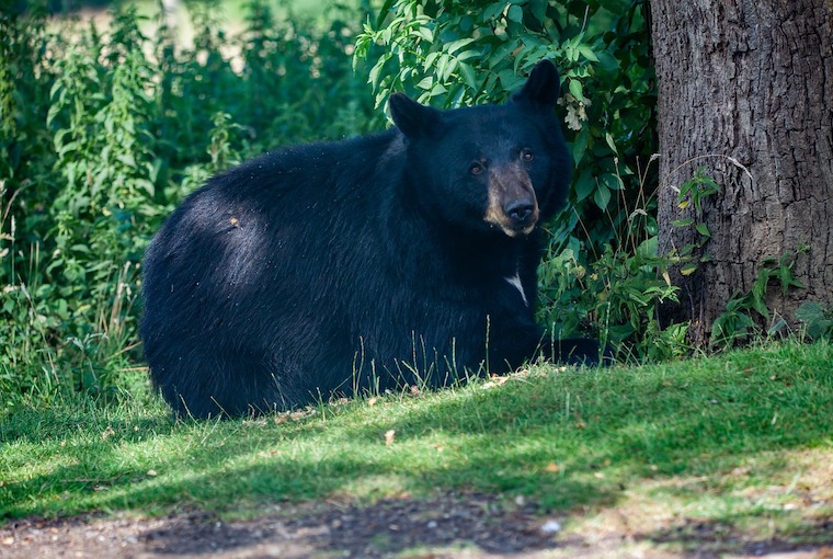 bear black bear bear hunting ontario bear hunting tips