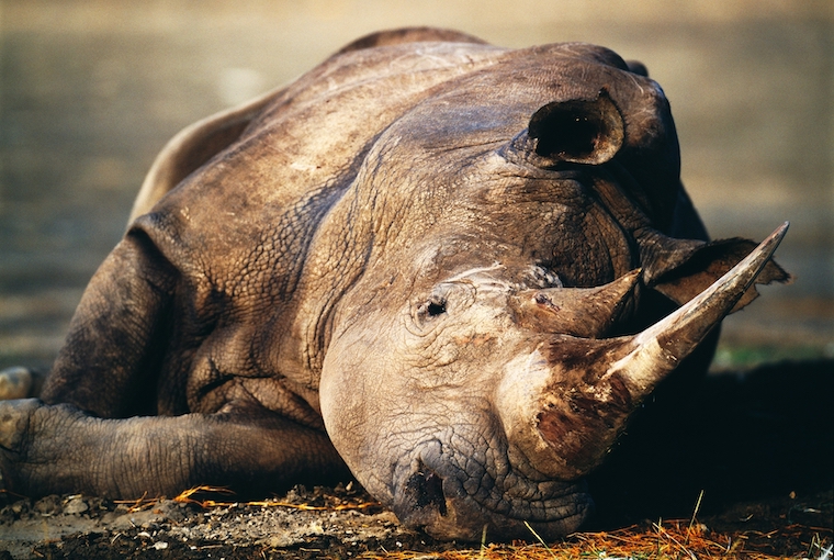 rhinoceros big game hunting hunting news 