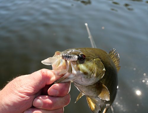 Using finesse baits