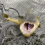 Mario Pecile of Richmond Hill released his first walleye of the season after catching it with a Rapala Shadow Rap Deep on Lake Muskoka.