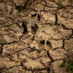 Mitchell Davis of Hamilton documented some deer tracks near the Lake Ontario shoreline.