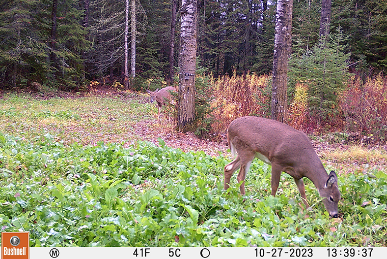 Trail camera deer