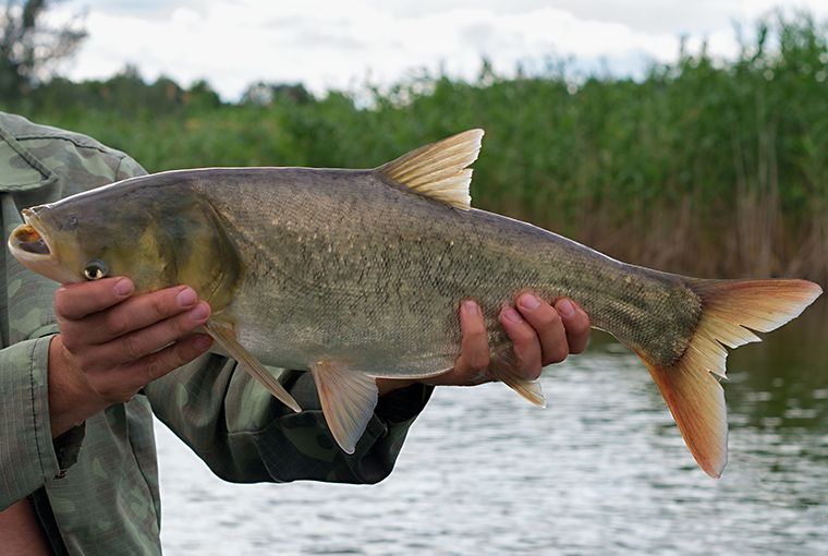 asian carp