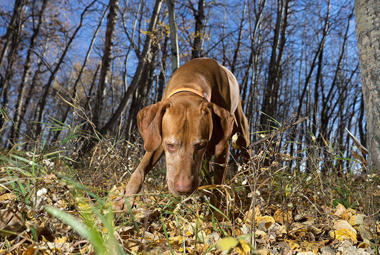 Rules for border crossing with dogs in flux – Ontario OUT of DOORS