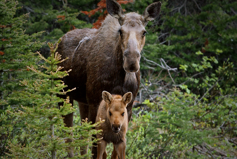 spring bear hunt helps moose