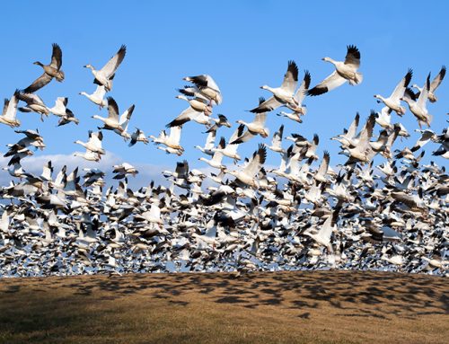 Ask a CO: Hunting waterfowl across provinces