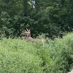 Bill Wells of Campbellford snapped this buck grazing leisurely on a golf course in Ottawa.