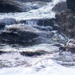 Henry Snyder of Cayuga got some sweet action shots while fishing on the Magnetawan River.