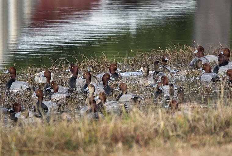 hunting ducks