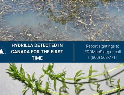 Invasive hydrilla found in Ontario for first time