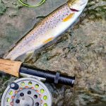 Stephen Palmateer of Waterloo cast his dry fly upstream to get a natural drift after a week of flood rains on the Grand River.