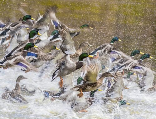 Jump-and-stalk waterfowling