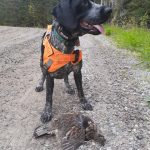 Carmen Detweiler of Kirkland Lake is pleased with her two-year-old pup’s progress as a hunting dog.