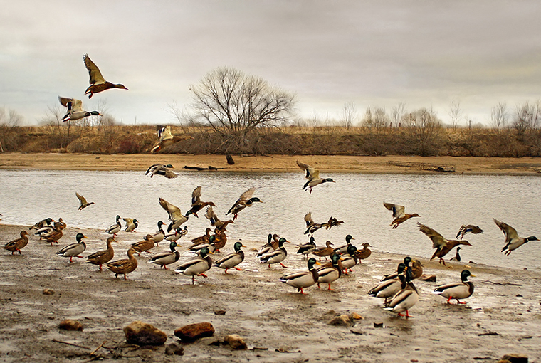 hunting waterfowl