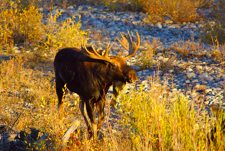 moose tags