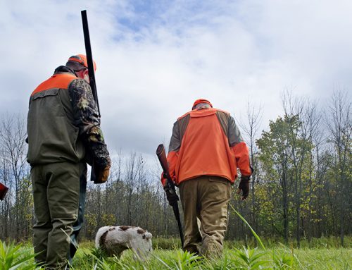 10 rules for hunting with dogs