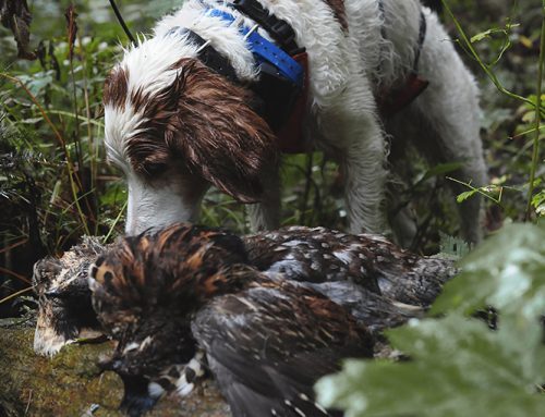 Taking grouse when it’s wet