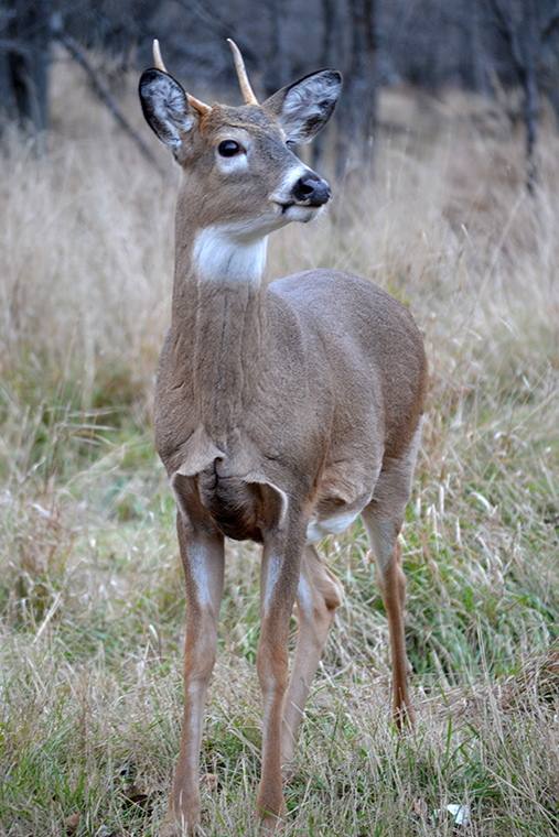 1.5 White-Tailed Deer