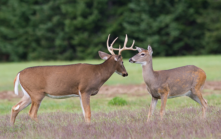 2.5 White-Tailed Deer