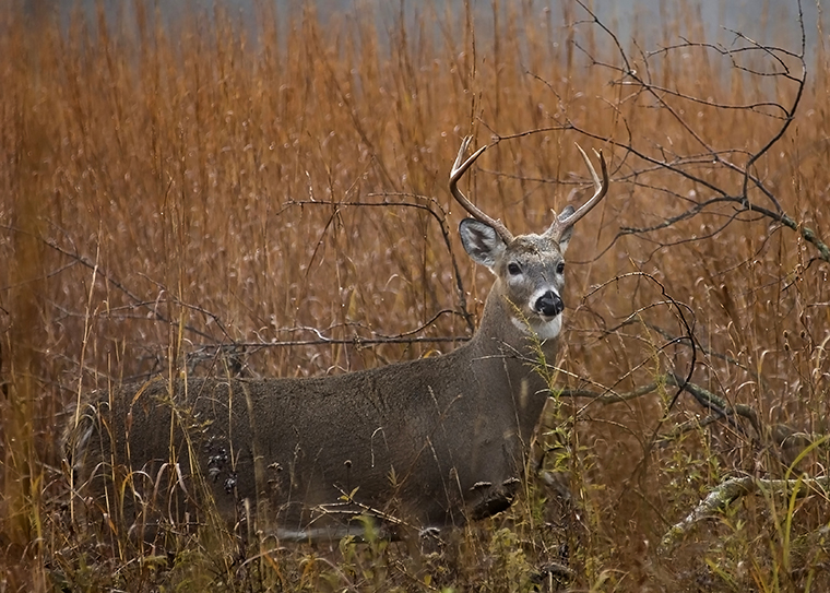 3.5 White-Tailed Deer