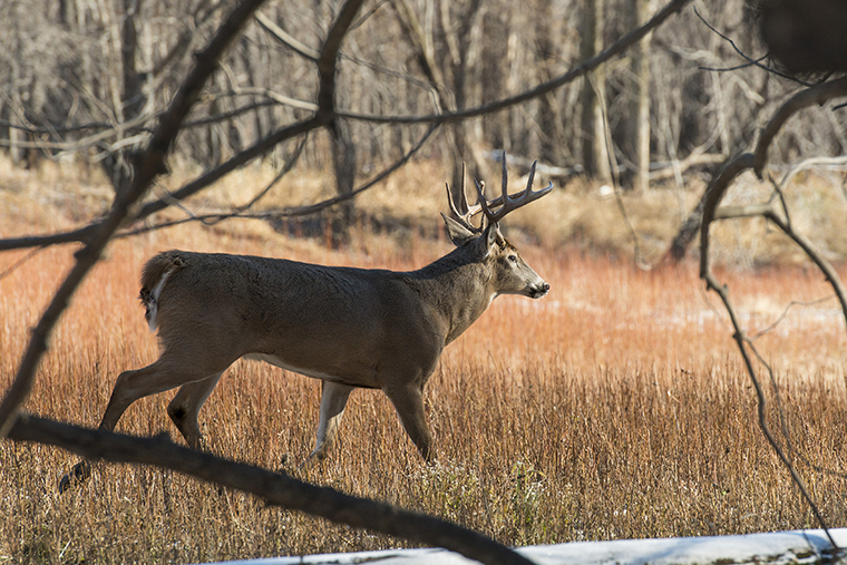 4.5 White-Tailed Deer