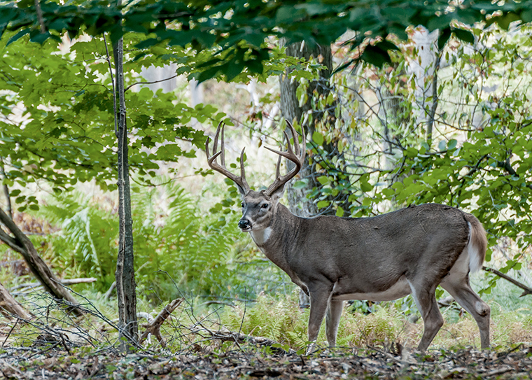 6.5White-TailedDeer