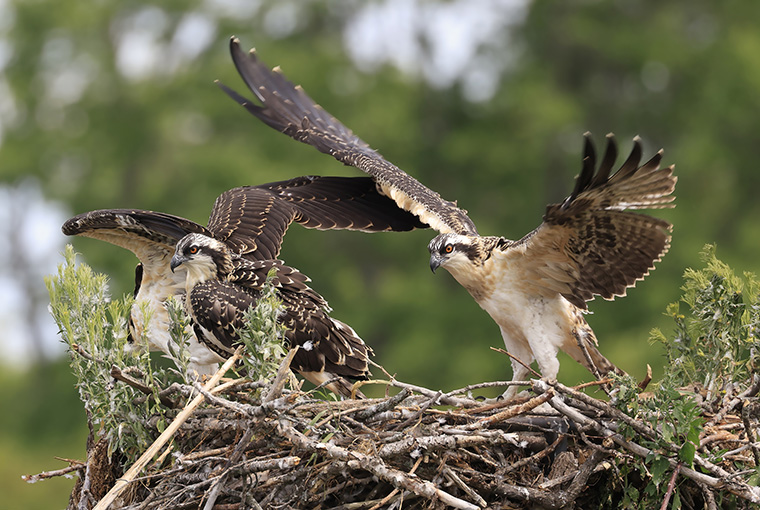 Canada's Birds