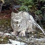 Ron McCormick of Timmins spotted a lynx stalking rabbits while grouse hunting in WMU 27.